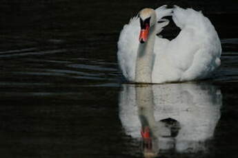 Cygne tuberculé