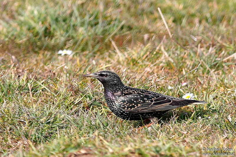 Étourneau sansonnetadulte