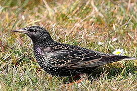 Common Starling