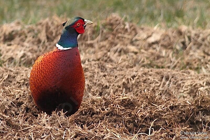 Common Pheasant male adult, identification