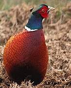 Common Pheasant