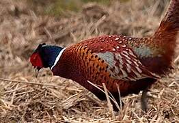 Common Pheasant