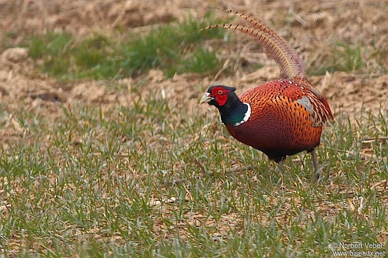 Common Pheasant male adult, identification