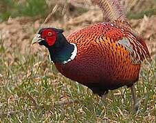 Common Pheasant