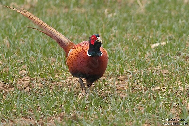 Common Pheasant male adult, identification