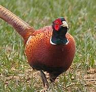 Common Pheasant