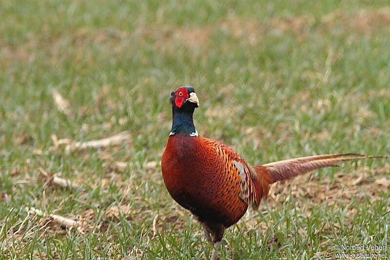 Common Pheasant male adult, identification