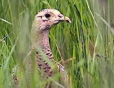 Common Pheasant