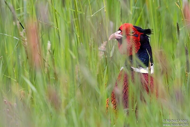 Common Pheasant male adult