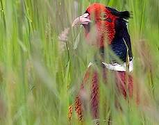 Common Pheasant