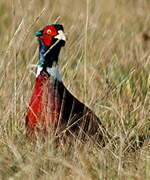 Common Pheasant