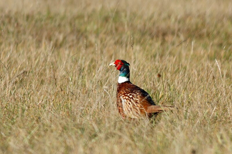 Common Pheasant