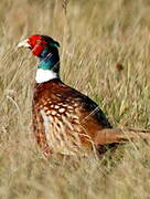 Common Pheasant