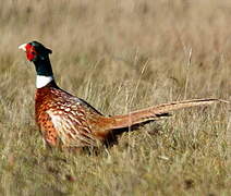 Common Pheasant