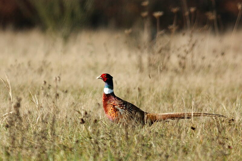 Common Pheasant male adult