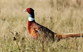 Common Pheasant