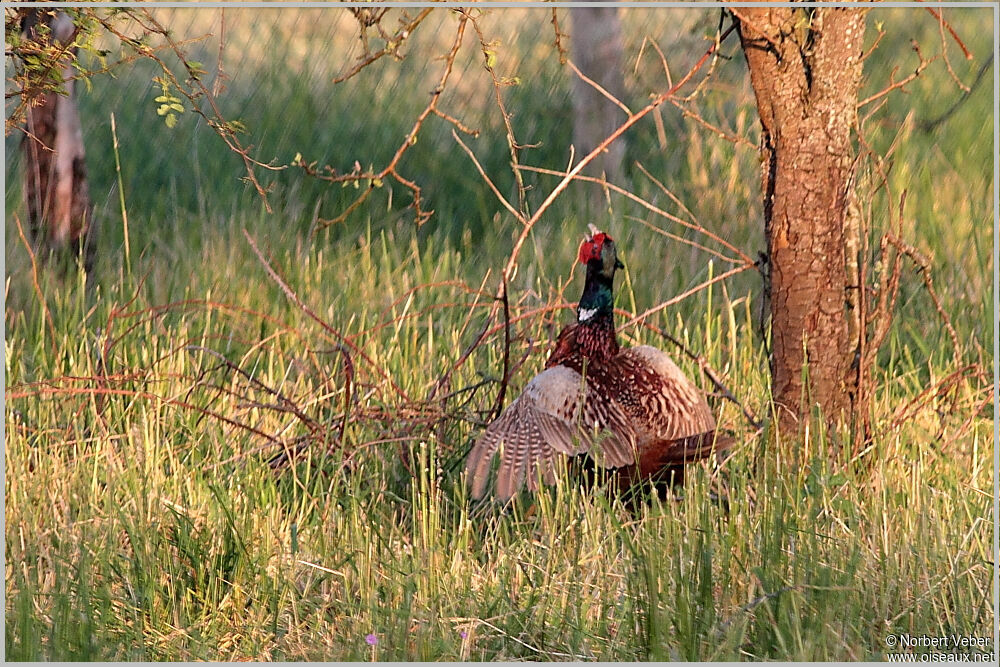 Common Pheasant male adult, song