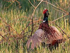 Common Pheasant