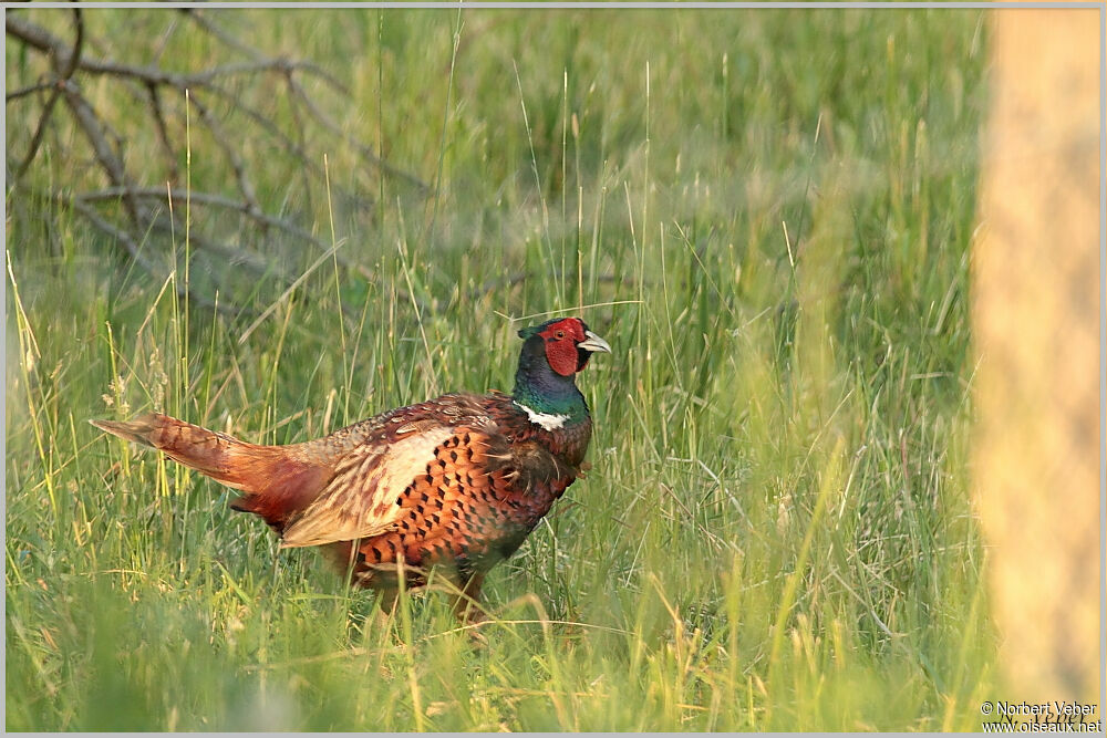 Common Pheasant male adult