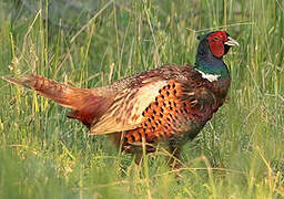 Common Pheasant