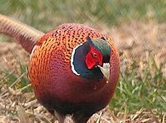 Common Pheasant