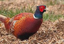 Common Pheasant