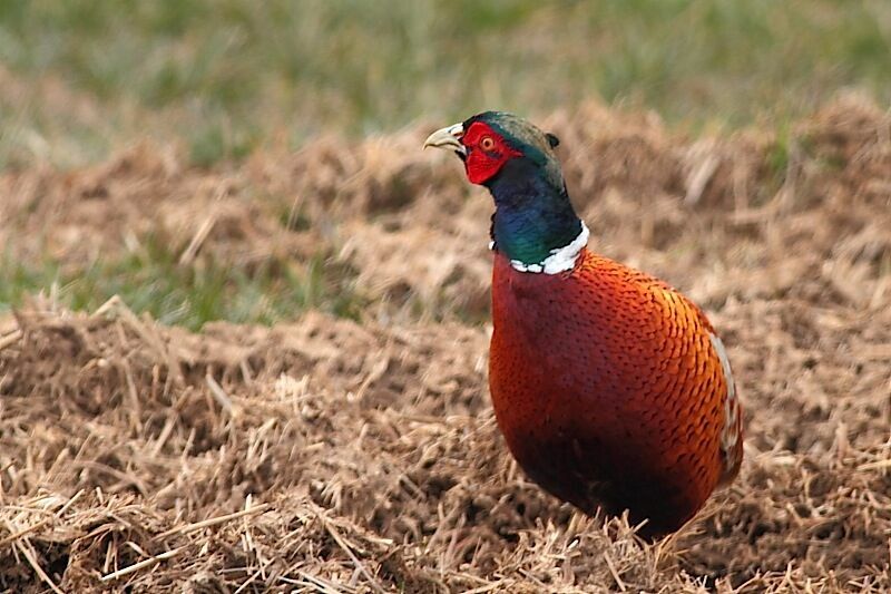 Common Pheasant male adult, identification