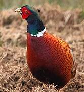 Common Pheasant