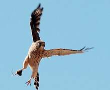 Common Kestrel