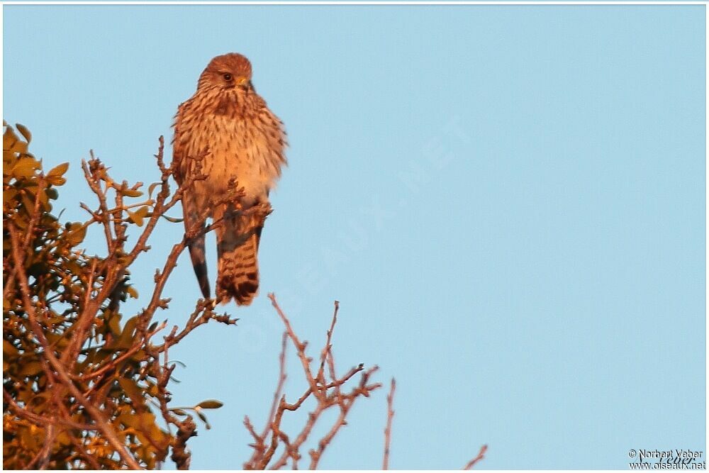 Common Kestrel