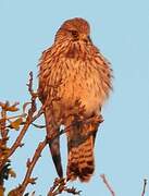 Common Kestrel