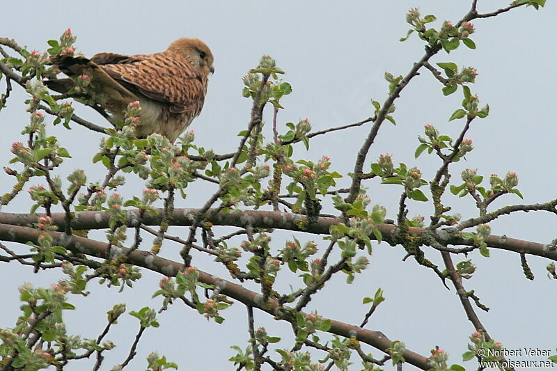 Common Kestrel female adult