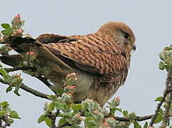 Common Kestrel