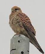 Common Kestrel