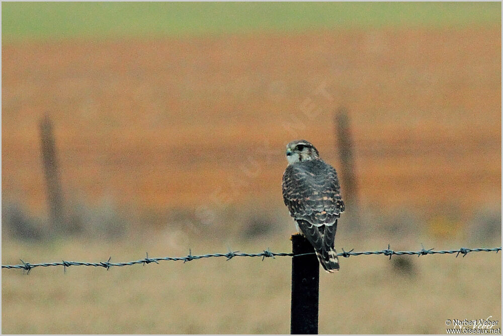 Merlin