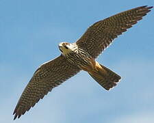 Eurasian Hobby