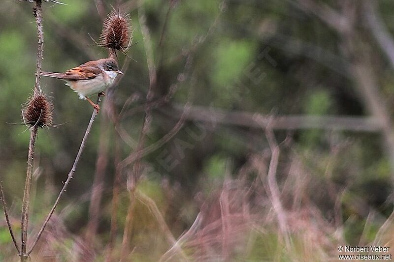 Common Whitethroatadult