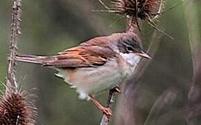 Common Whitethroat