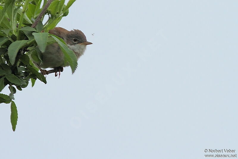 Common Whitethroatadult