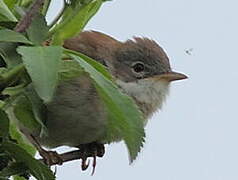 Common Whitethroat