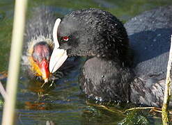 Eurasian Coot