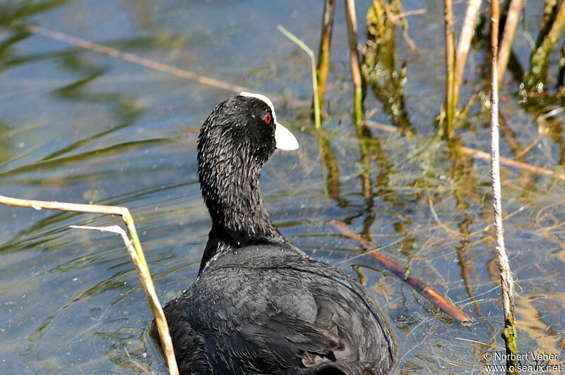 Foulque macrouleadulte