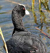 Eurasian Coot