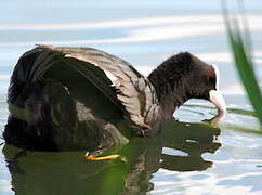 Eurasian Coot