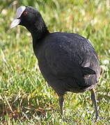 Eurasian Coot