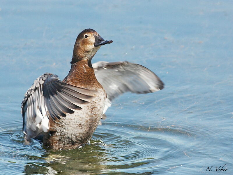 Common Pochard