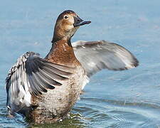 Common Pochard