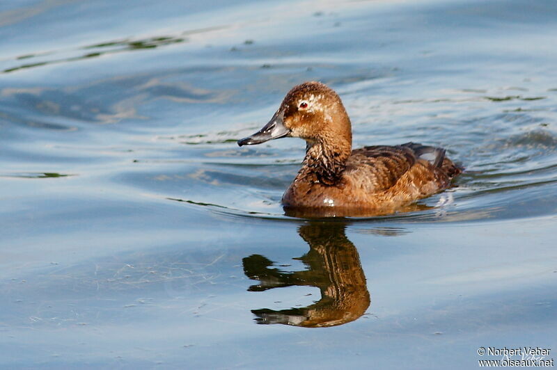 Common Pochard female adult