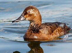 Common Pochard