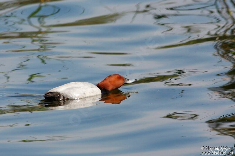 Common Pochard male adult